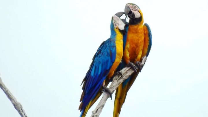 animal that start with the letter m animal that start with the letter m