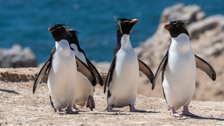 A Group of Macaroni Penguins