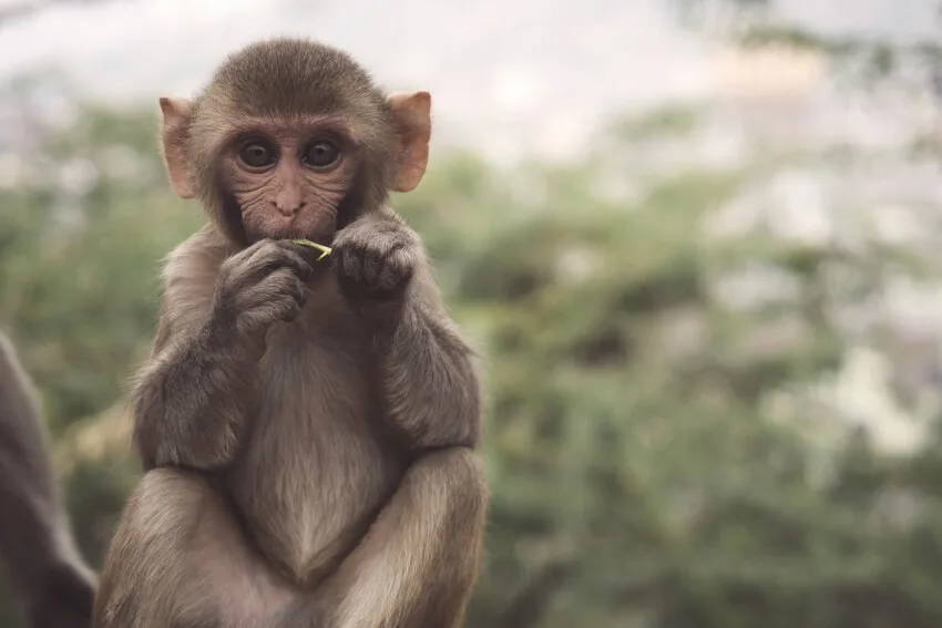 20 Animals That Start With The Letter M 9 A Small Monkey