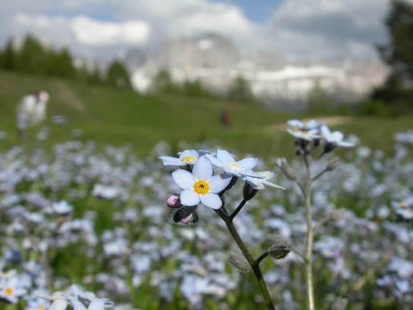 Alpine Forget Me Not