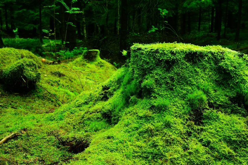 20 Types of Tundra Plants Apart of This Biome