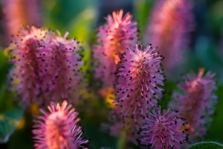 Closeup of Arctic Willow