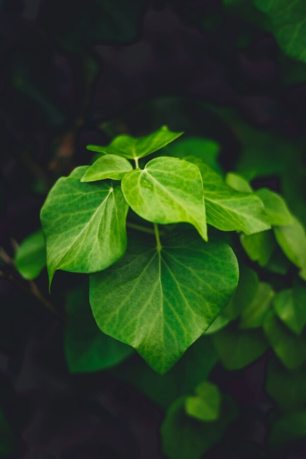 Azores Ivy Leaves