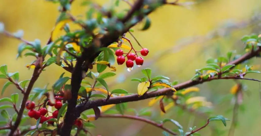 20 Types of Tundra Plants Apart of This Biome 5 Bearberry