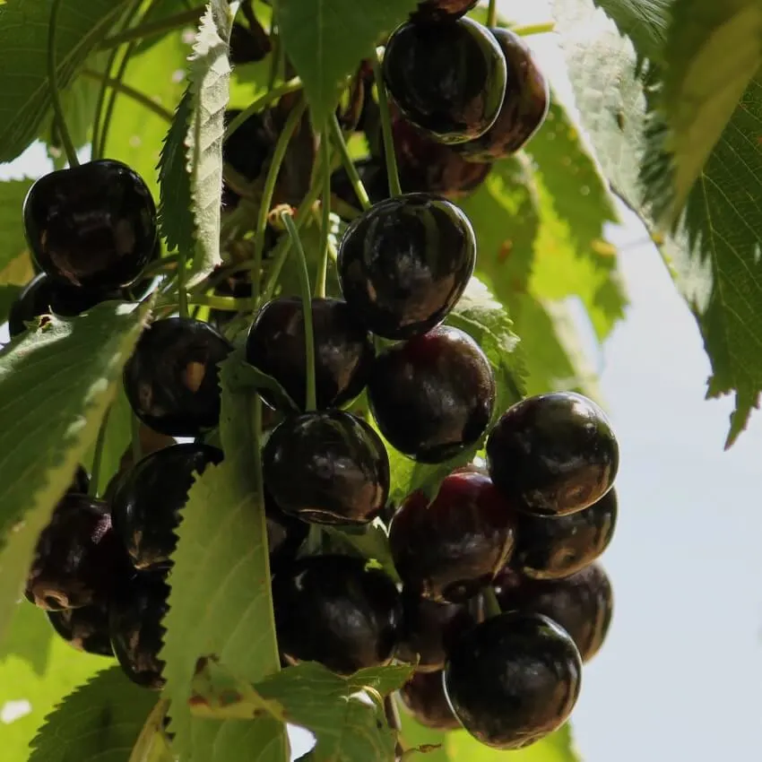 17 Different Types of Cherry Trees Around the World 8 Black Cherry
