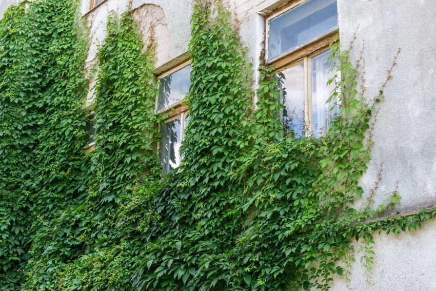 Boston Ivy