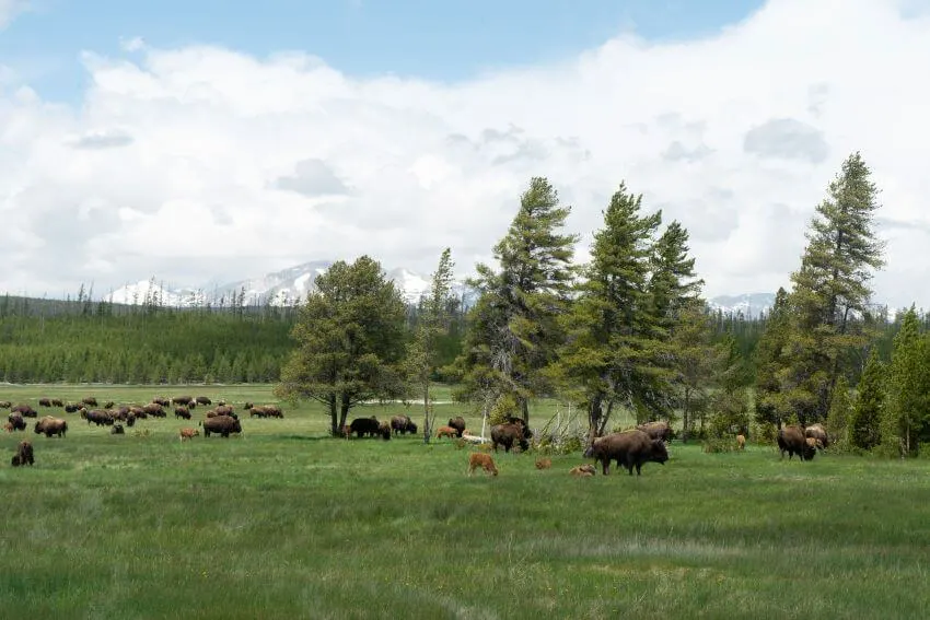 What Is the Main Effect of Overpopulation on Animals? 2 Buffalos