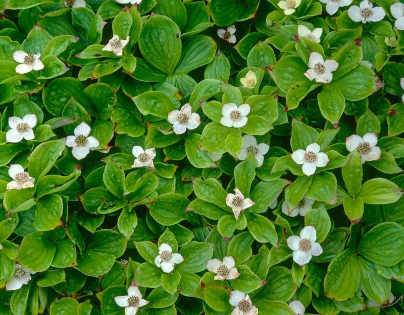 Closeup of White blossoms of bunchberry