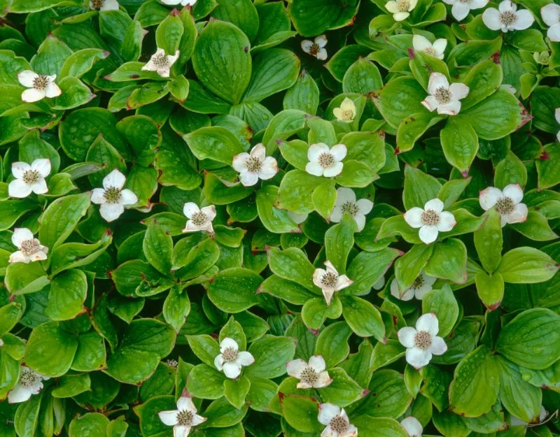 20 Types of Tundra Plants Apart of This Biome 6 Closeup of White blossoms of bunchberry