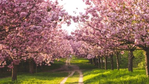 Different Types of Cherry Trees Around the World