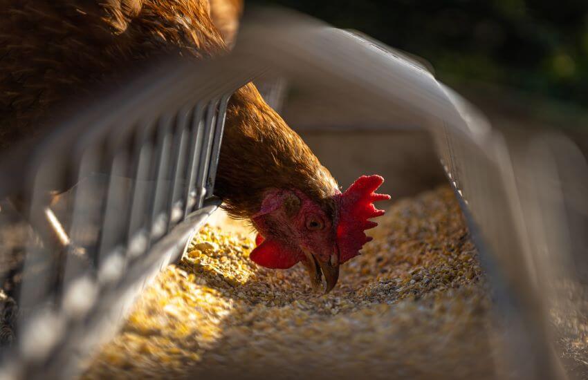 Chicken Eating Feeds