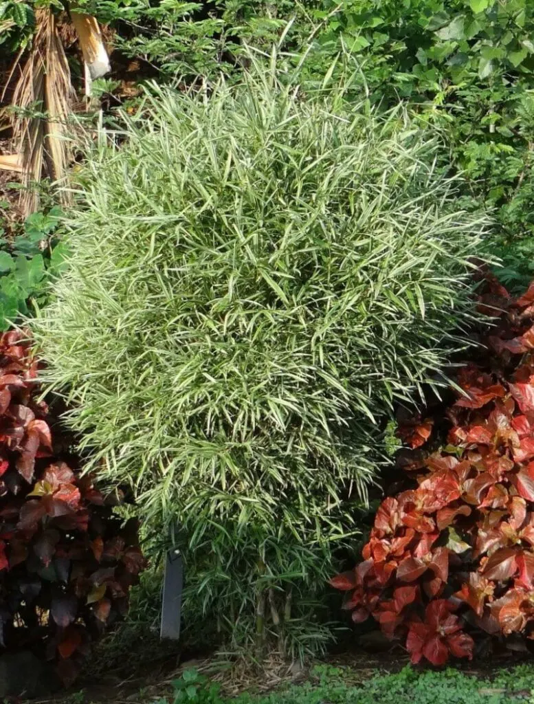 15 Different Types of Bamboo Around the World 3 Chinese Dwarf Bamboo