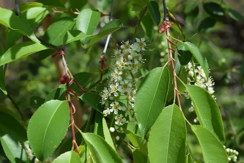 Chokecherry Blossoms