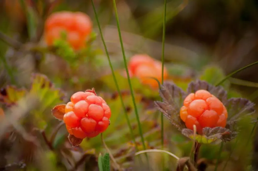 20 Types of Tundra Plants Apart of This Biome 9 Cloudberry