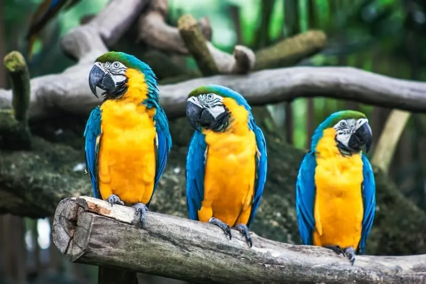 20 Animals That Start With The Letter M 1 Colorful Macaws