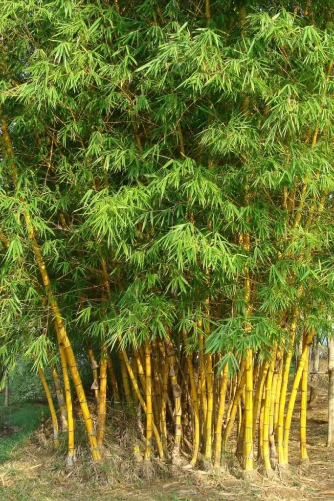 Common Bamboo