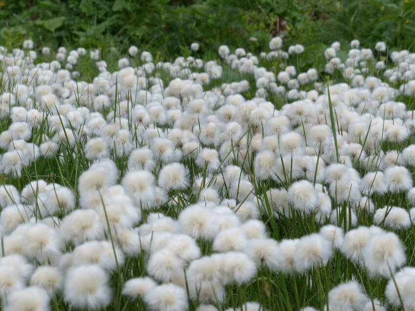 Cottongrass