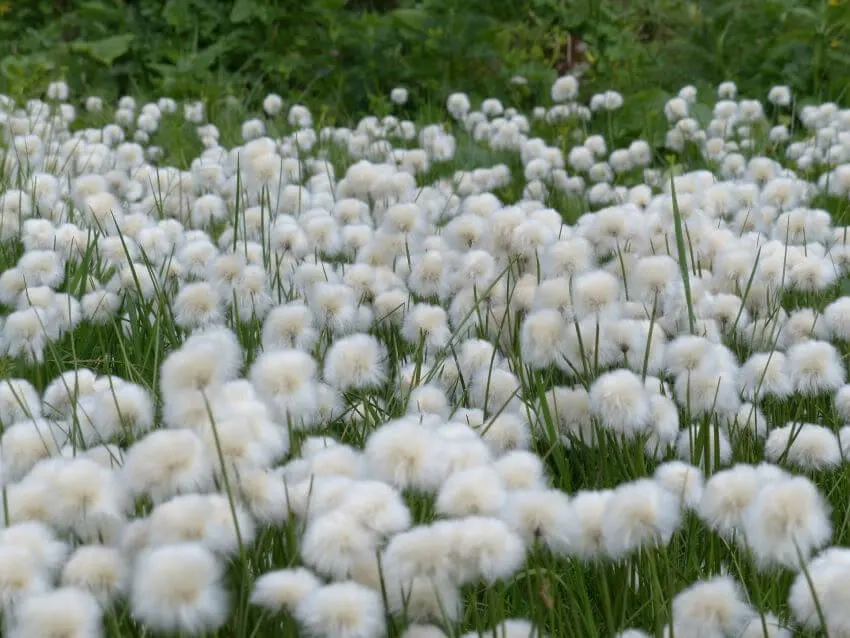 20 Types of Tundra Plants Apart of This Biome 10 Cottongrass