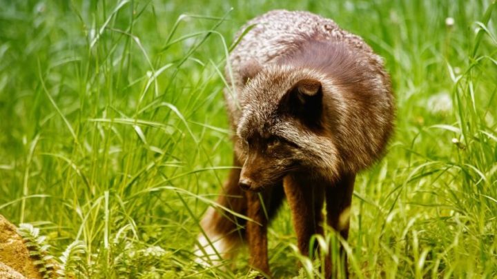 Animals That Have Gone Extinct Due to Deforestation