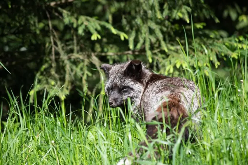13 Animals That Have Gone Extinct Due to Deforestation 3 Darwin’s Fox in the Wild