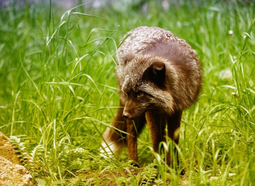 13 Animals That Have Gone Extinct Due to Deforestation 13 Animals That Have Gone Extinct Due to Deforestation