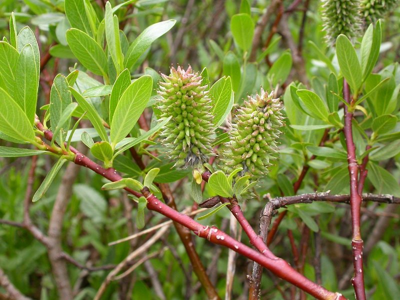 Closeup of Diamond Leaf Willow