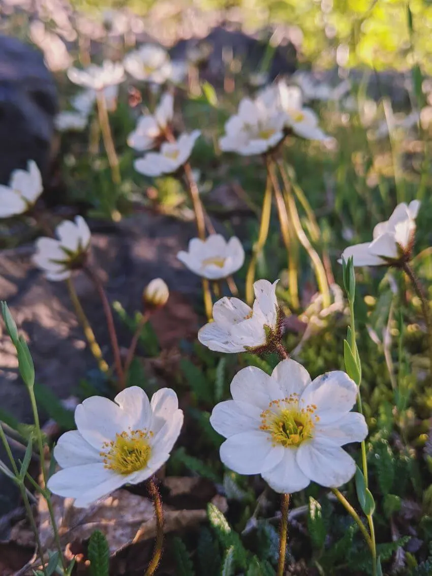 20 Types of Tundra Plants Apart of This Biome 12 Eightpetal Mountain-Avens