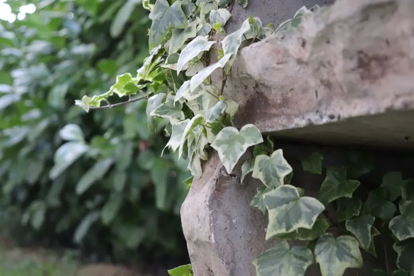20 Different Types of Ivy Around the World 1 English Ivy