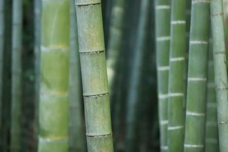 15 Different Types of Bamboo Around the World 2 Female bamboo
