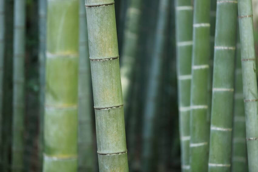 Female bamboo