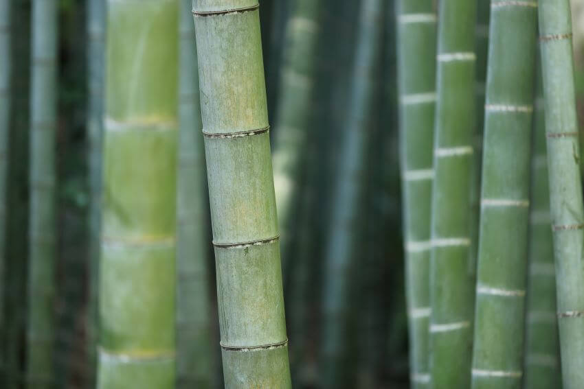 15 Different Types of Bamboo Around the World 2 Female bamboo