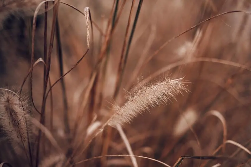 20 Types of Tundra Plants Apart of This Biome 2 Foxtail