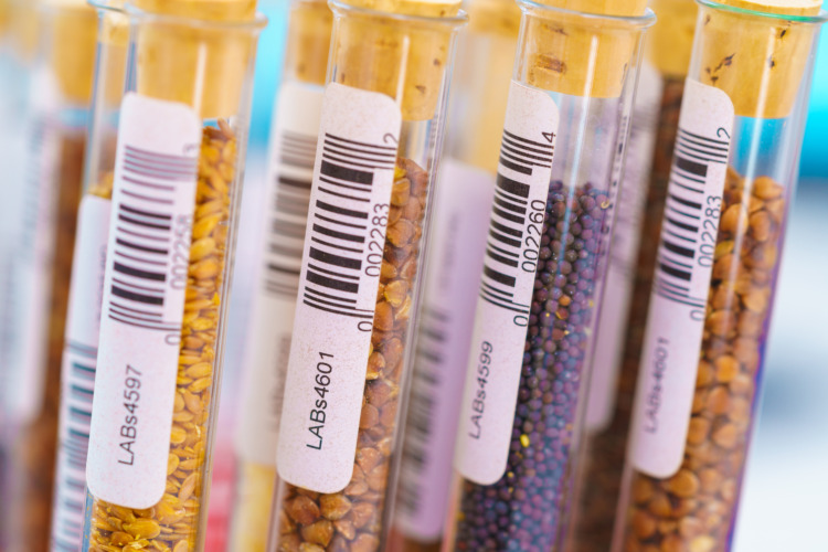 Research Analyzing Agricultural Grains And seeds In The Laboratory