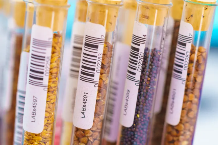 20 Important Genetic Engineering Pros and Cons to Know 15 Research Analyzing Agricultural Grains And seeds In The Laboratory