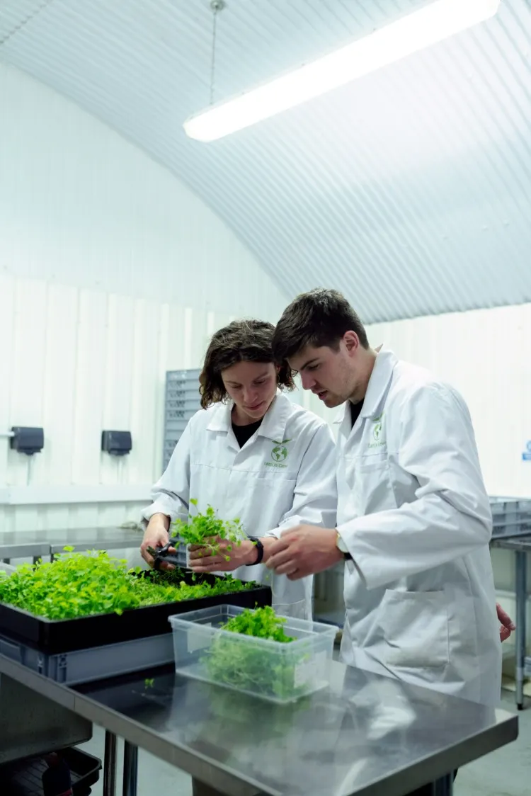 Scientist checking the lab grown crops