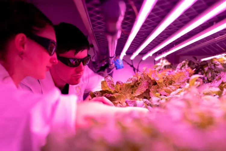 20 Important Genetic Engineering Pros and Cons to Know 13 Checking lab grown plants