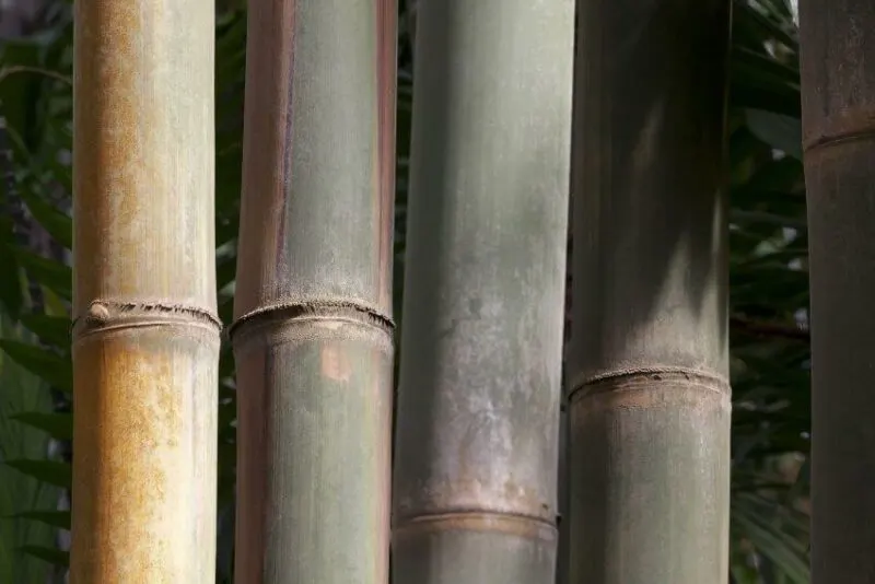 15 Different Types of Bamboo Around the World 6 Giant bamboo