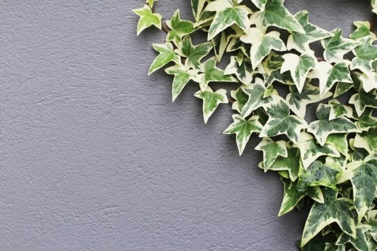 20 Different Types of Ivy Around the World 2 Goldchild Ivy