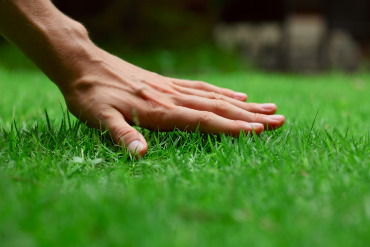 Man inspecting lush green grass lawn