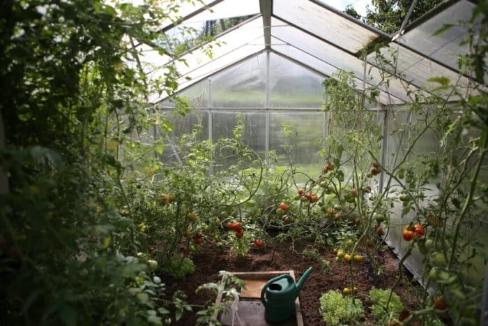 Do Greenhouses Stay Warm in Winter? What You Need to Know 1 Greenhouse with Tomato Plants