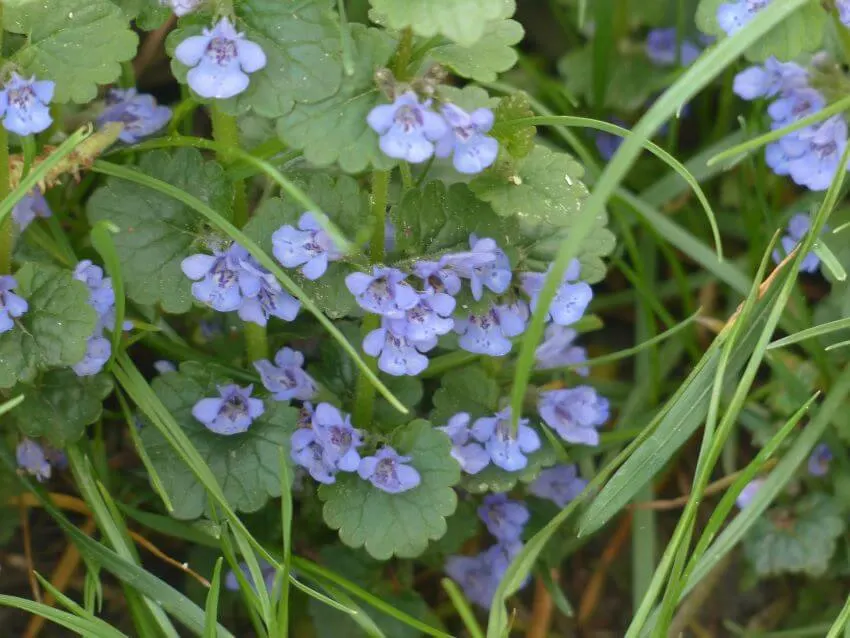 13 Different Types of Ivy Plants (+ Examples) 4 Ground Ivy
