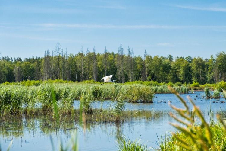 Rich biodiversity in Habay, Belgique