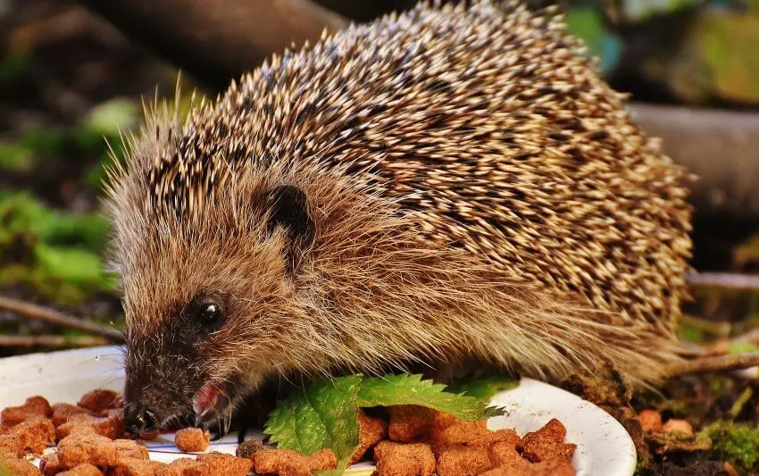 What Happens to Excess Carbohydrates in Animals? 3 Hedgehog Eating