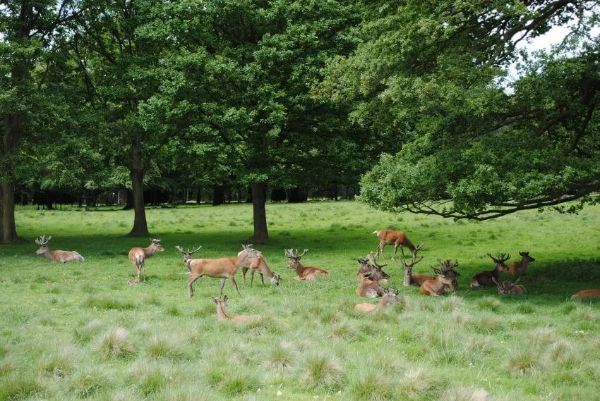 What Is the Main Effect of Overpopulation on Animals? 8 Herd of Deer