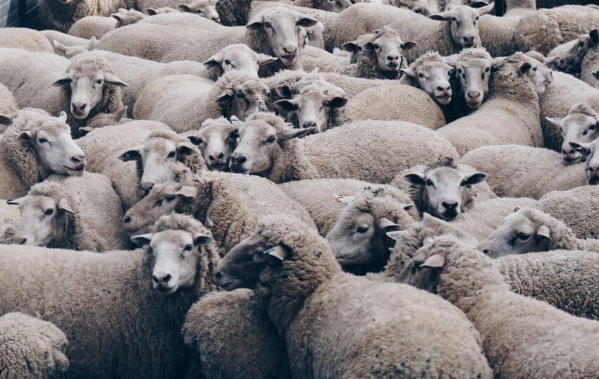 What Is the Main Effect of Overpopulation on Animals? What Is the Main Effect of Overpopulation on Animals?