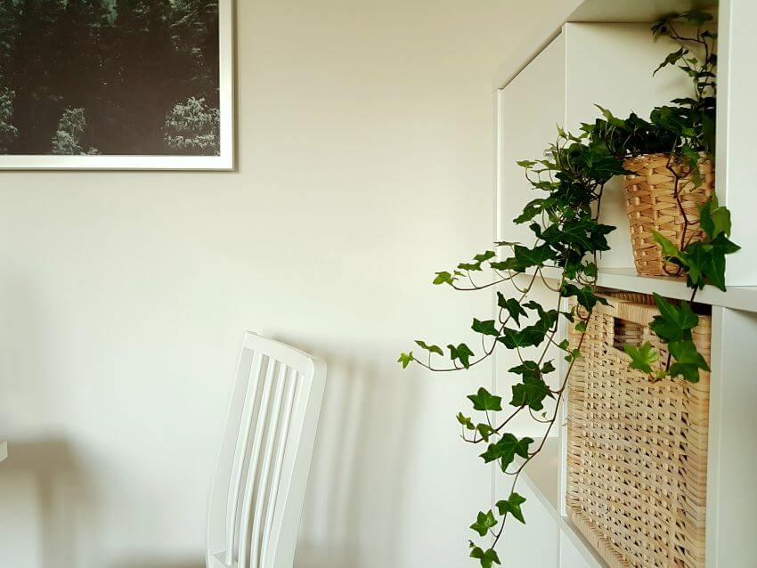 13 Different Types of Ivy Plants (+ Examples)