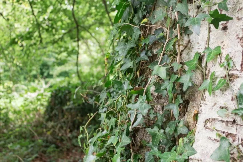 20 Different Types of Ivy Around the World 3 Irish Ivy
