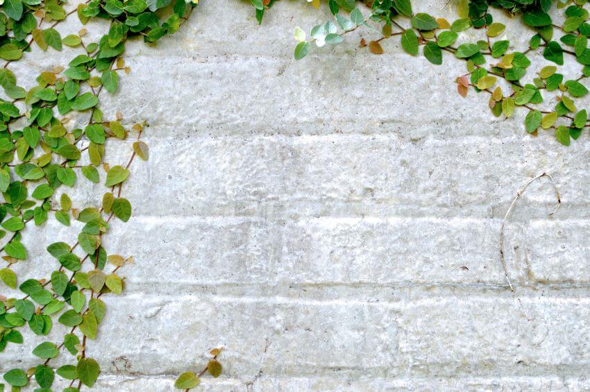 Ivy Plant Creeping on a White Wall