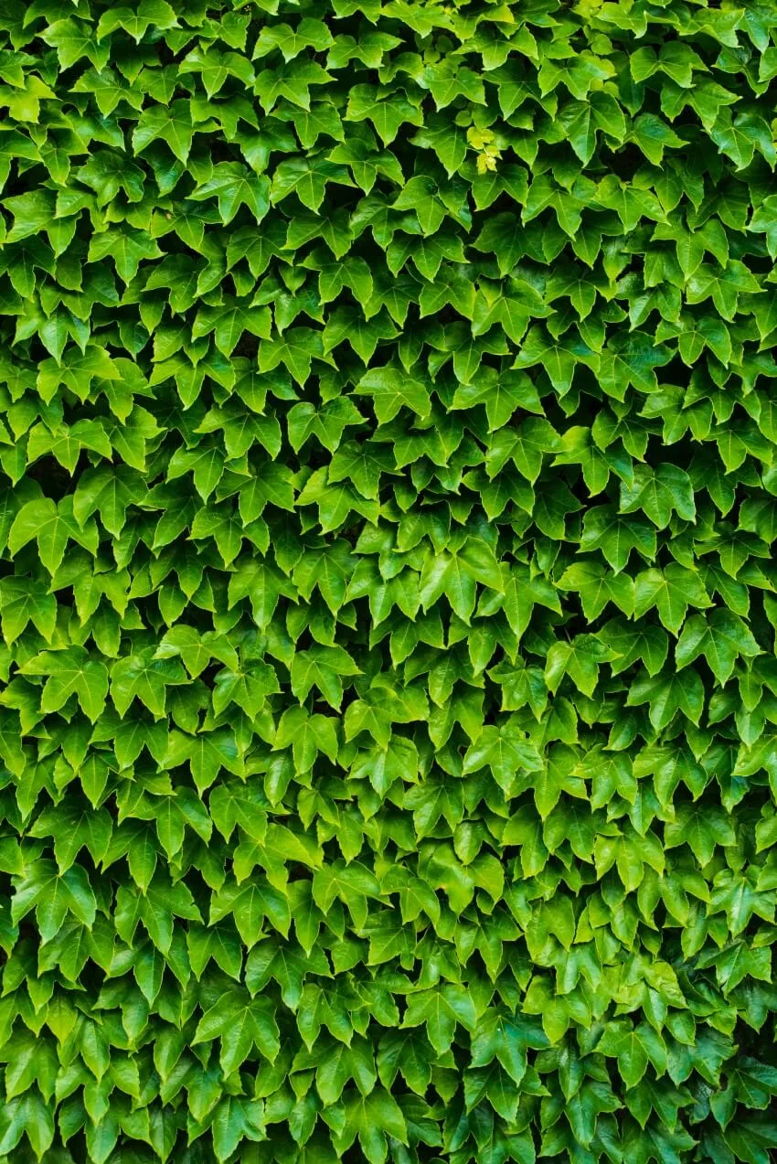 20 Different Types of Ivy Around the World 6 Japanese Ivy