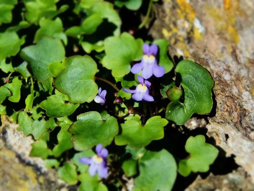 13 Different Types of Ivy Plants (+ Examples) 2 Kenilworth Ivy